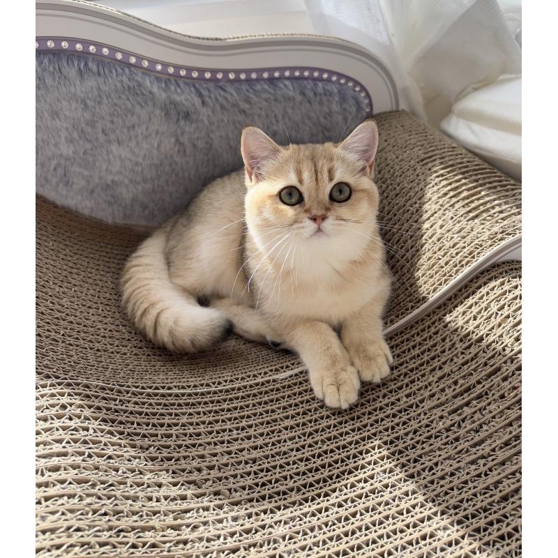 販売中の大阪府のブリティッシュショートヘア-134799の4枚目