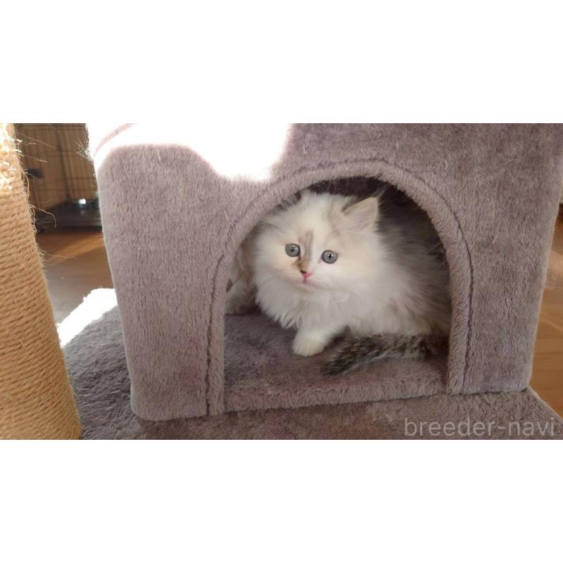 成約済の栃木県のサイベリアン-133260の5枚目