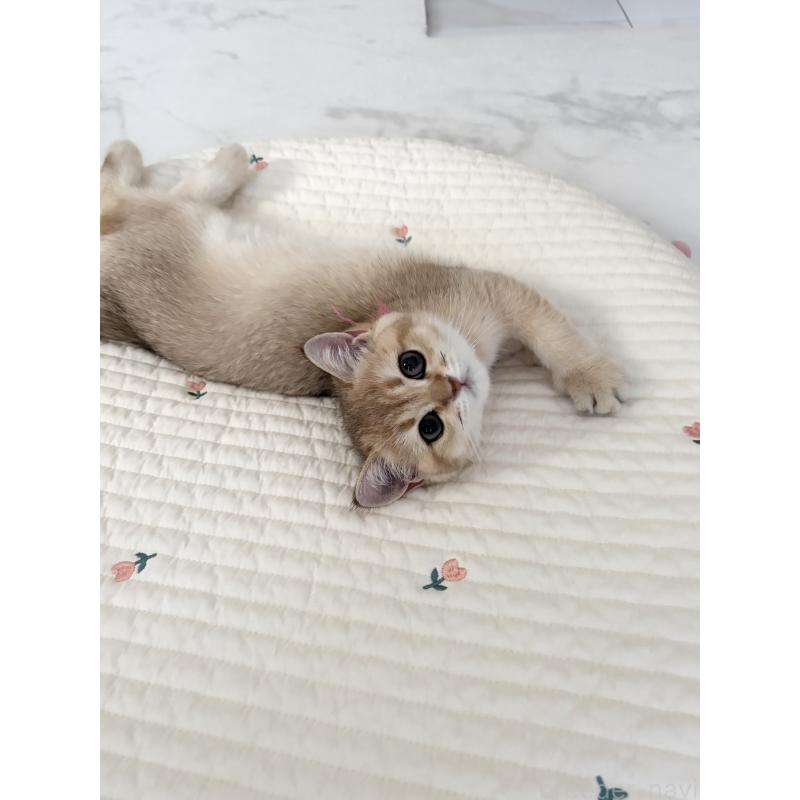 販売中の大阪府のブリティッシュショートヘア-134799の3枚目