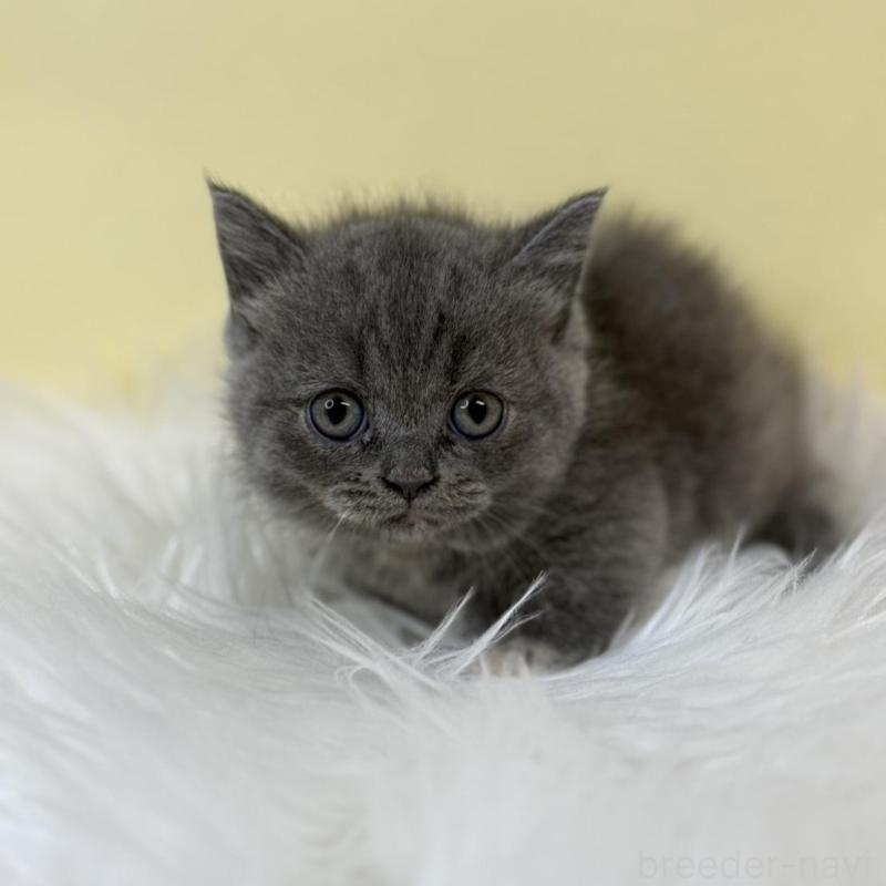 販売中の埼玉県のマンチカン(短足)-134788の4枚目