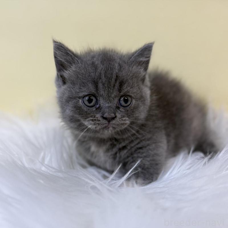 販売中の埼玉県のマンチカン(短足)-134788の3枚目