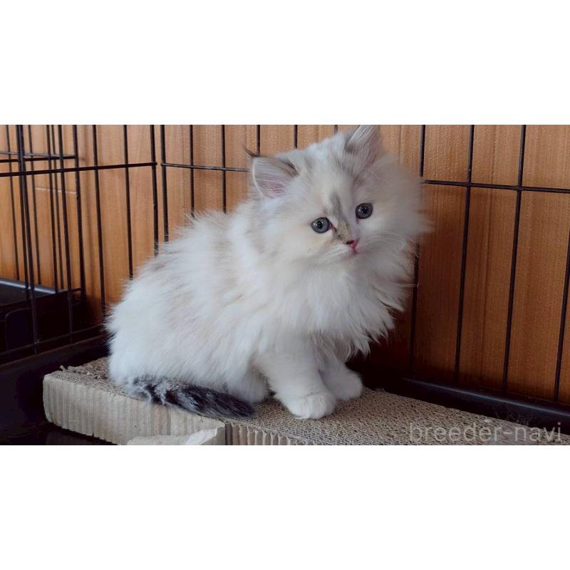 成約済の栃木県のサイベリアン-133260の3枚目