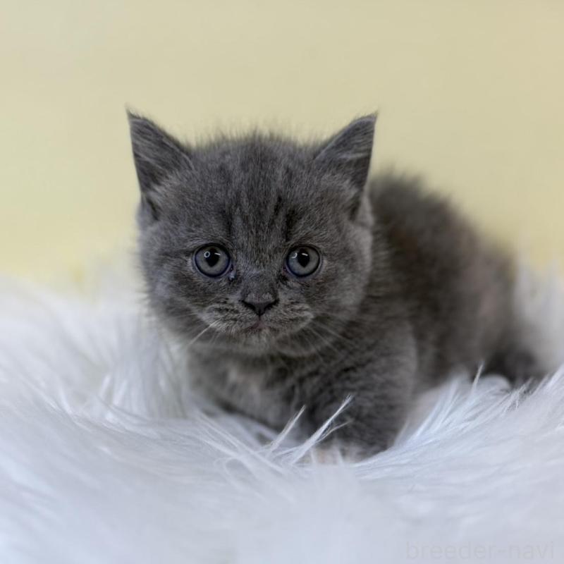 販売中の埼玉県のマンチカン(短足)-134788の2枚目