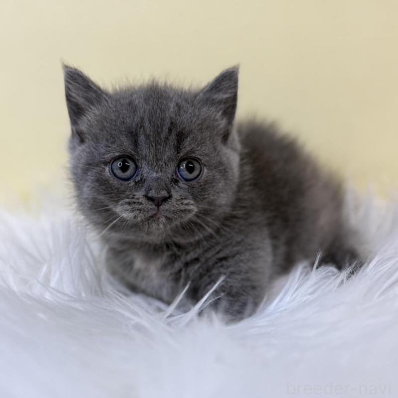 販売中の埼玉県のマンチカン(短足)-134788の1枚目