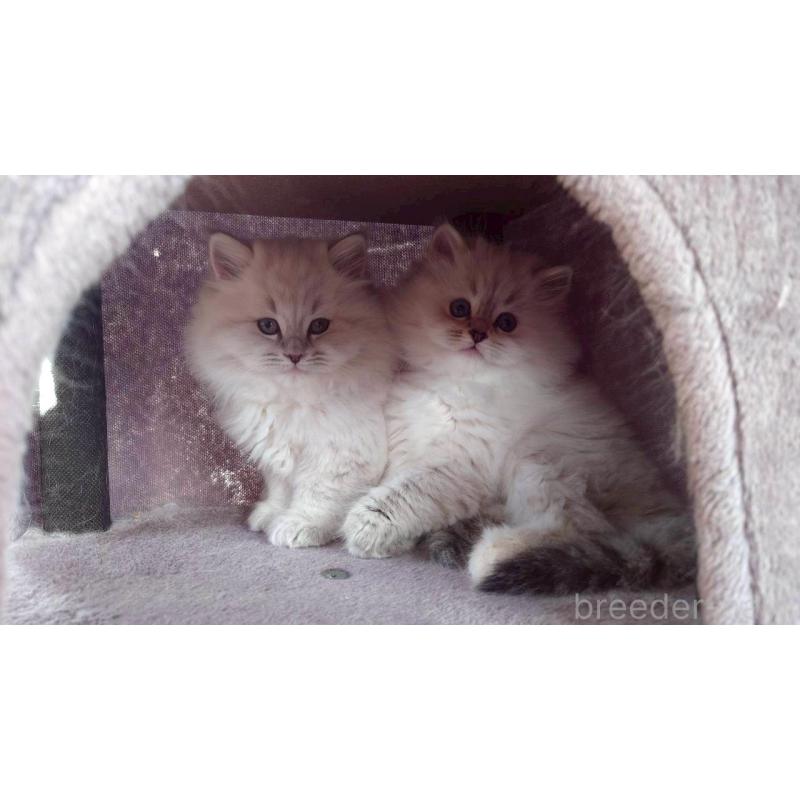 成約済の栃木県のサイベリアン-133259の3枚目