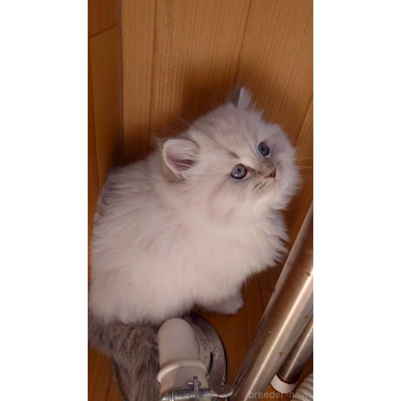 成約済の栃木県のサイベリアン-133259の2枚目