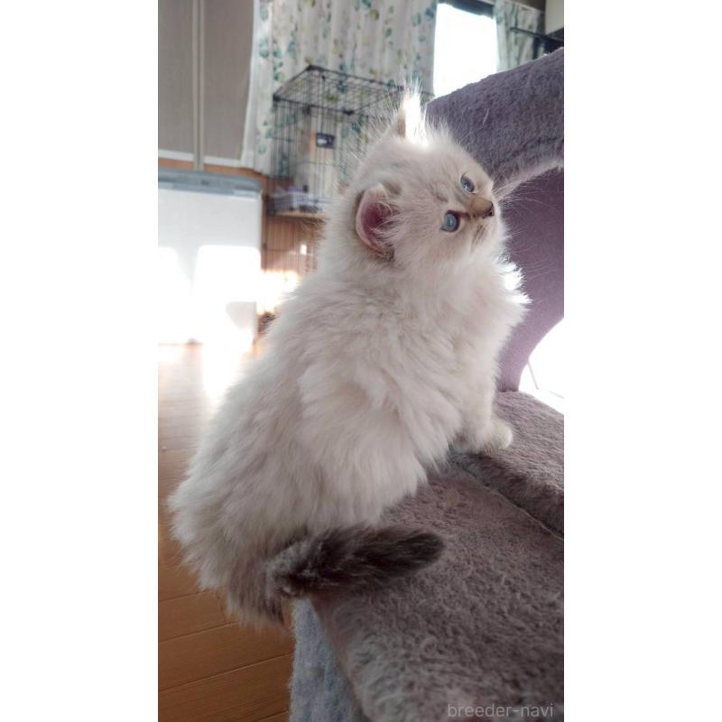 成約済の栃木県のサイベリアン-133261の3枚目