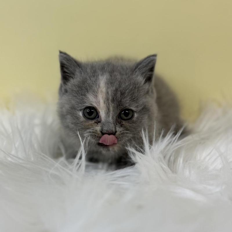 販売中の埼玉県のマンチカン(短足)-134789の4枚目