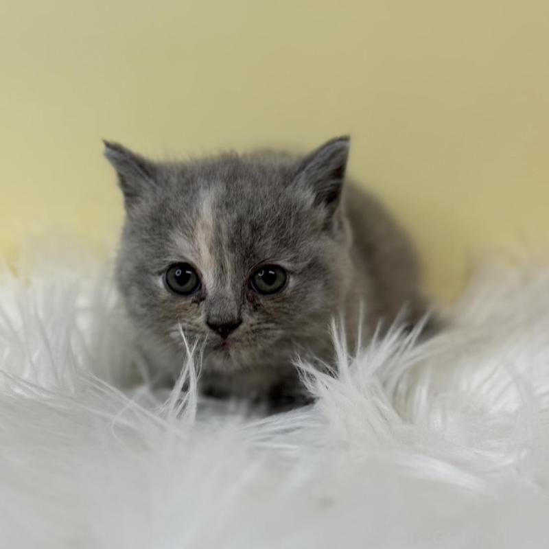 販売中の埼玉県のマンチカン(短足)-134789の3枚目