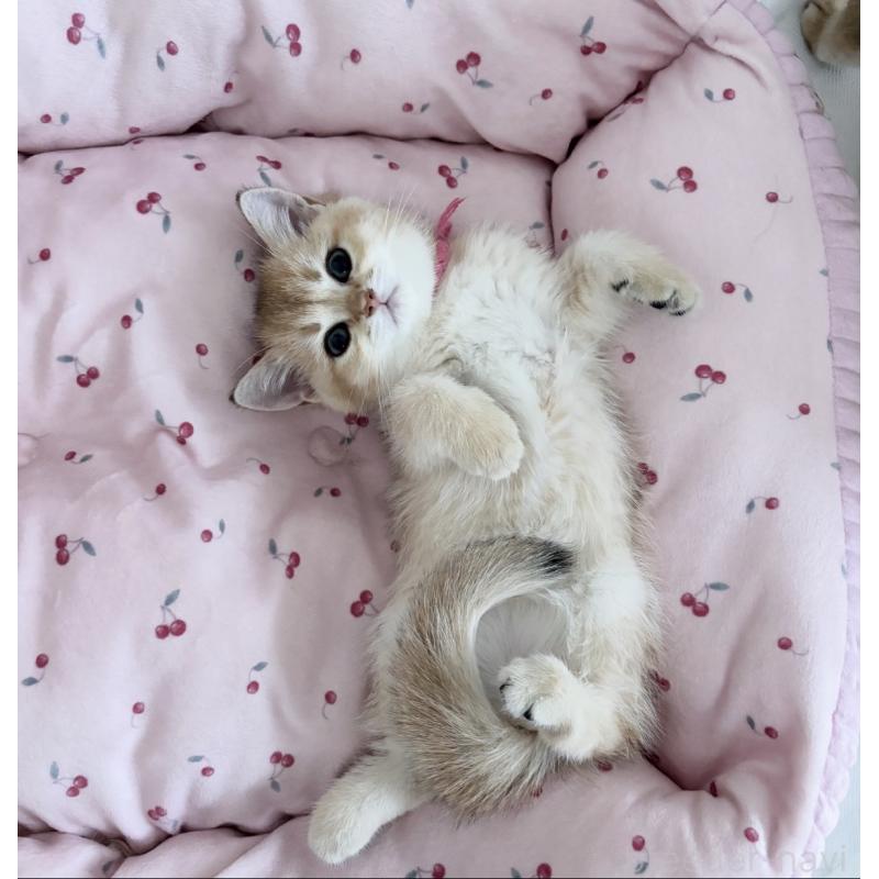 販売中の大阪府のブリティッシュショートヘア-134799の2枚目