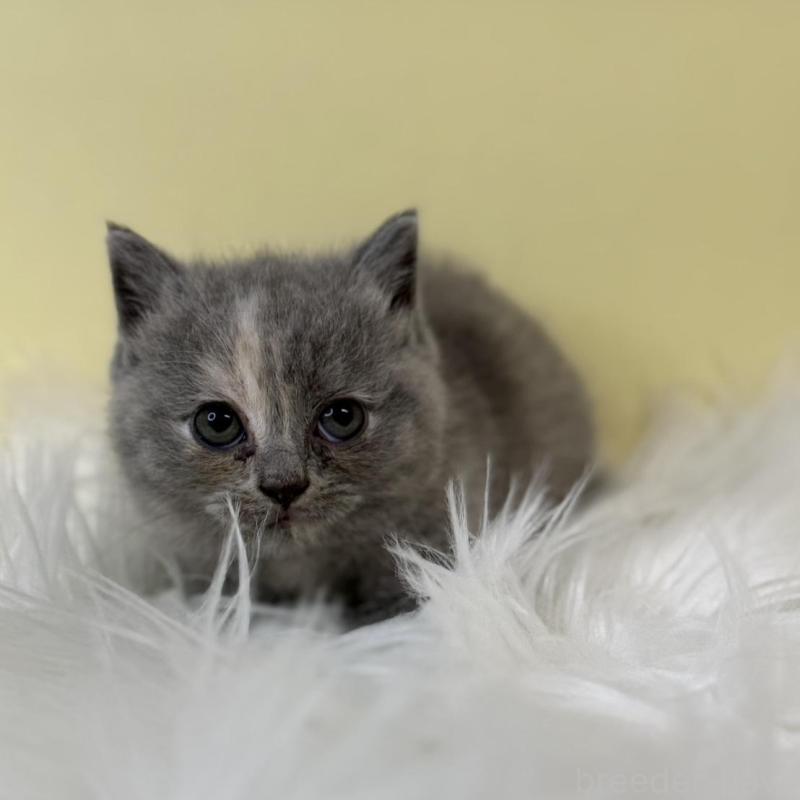 販売中の埼玉県のマンチカン(短足)-134789の2枚目