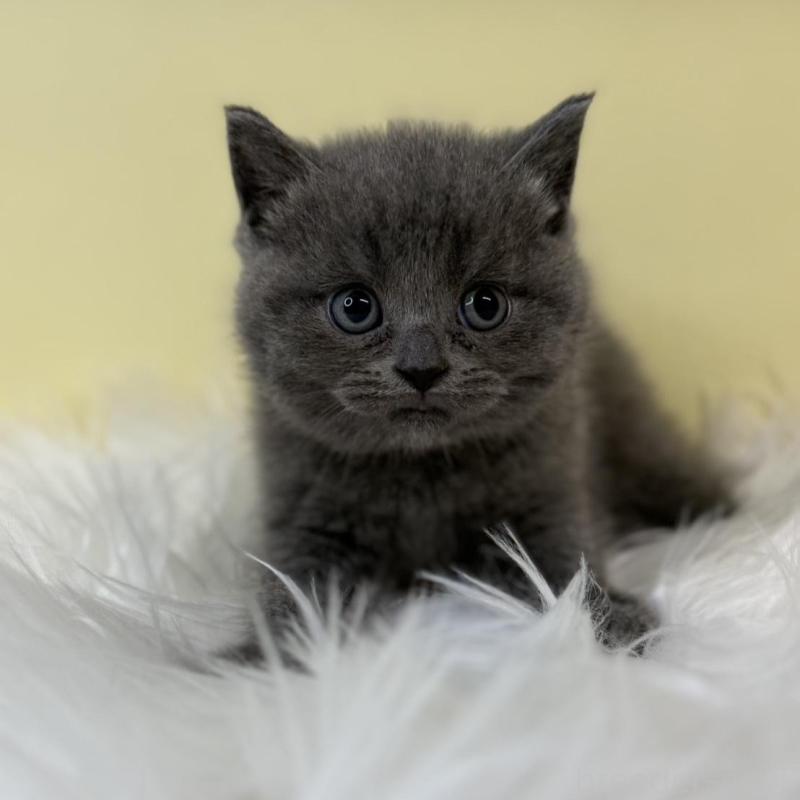 販売中の埼玉県のマンチカン-134790の1枚目