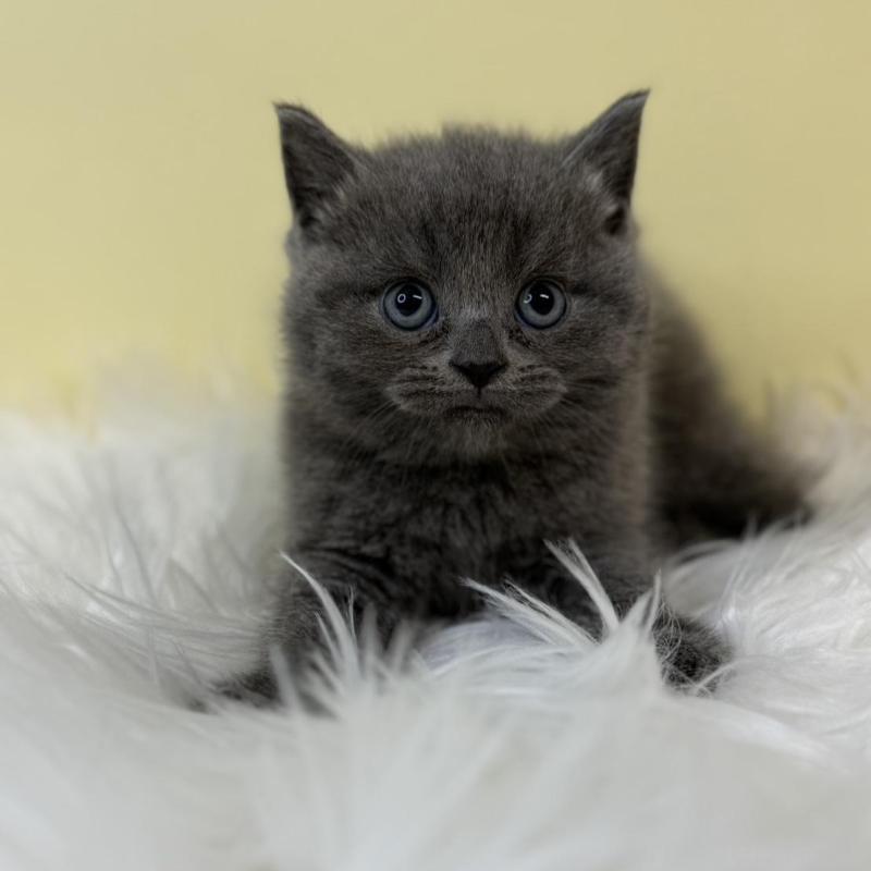 販売中の埼玉県のマンチカン-134790の4枚目