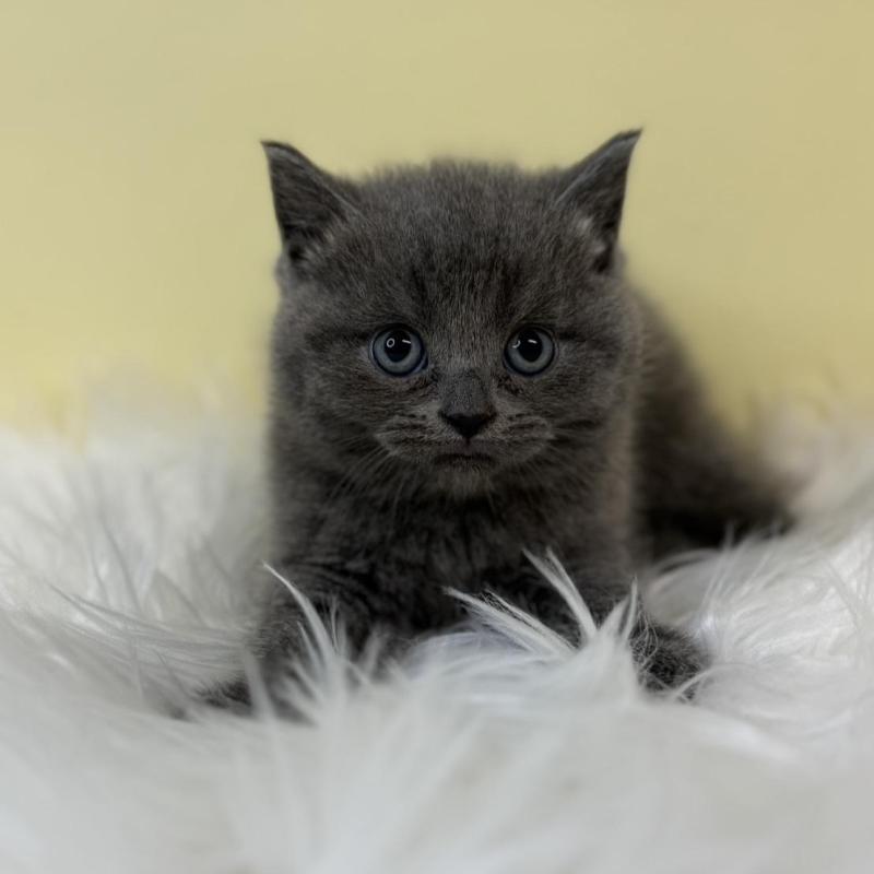 販売中の埼玉県のマンチカン-134790の3枚目