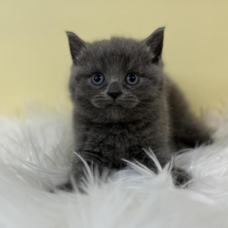 販売中の埼玉県のマンチカン-134790の2枚目