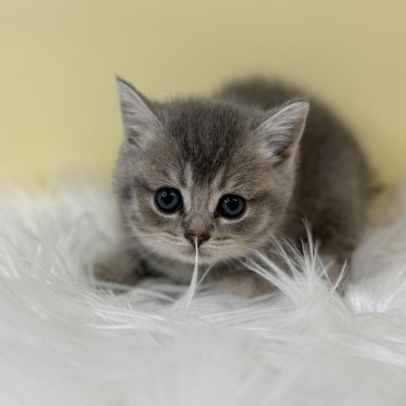 販売中の埼玉県のブリティッシュショートヘア-134791の1枚目