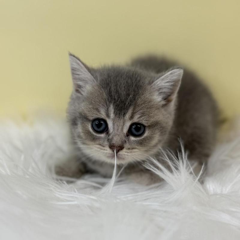 販売中の埼玉県のブリティッシュショートヘア-134791の4枚目