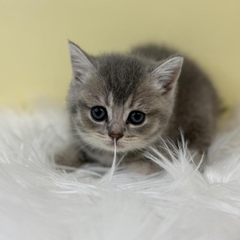 販売中の埼玉県のブリティッシュショートヘア-134791の3枚目