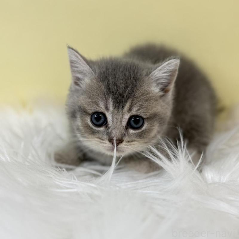 販売中の埼玉県のブリティッシュショートヘア-134791の2枚目