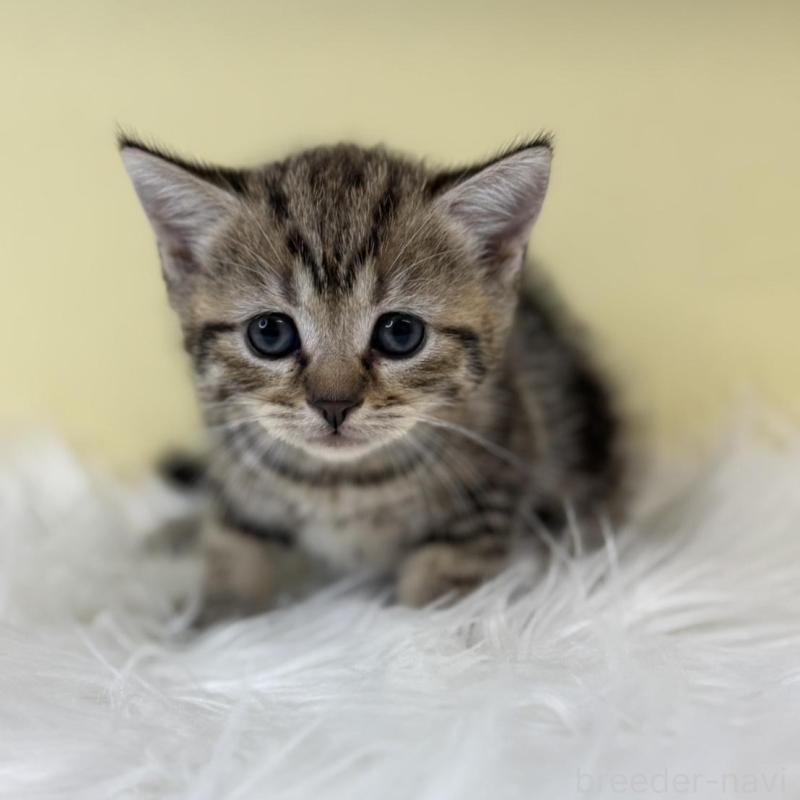 販売中の埼玉県のブリティッシュショートヘア-134792の1枚目