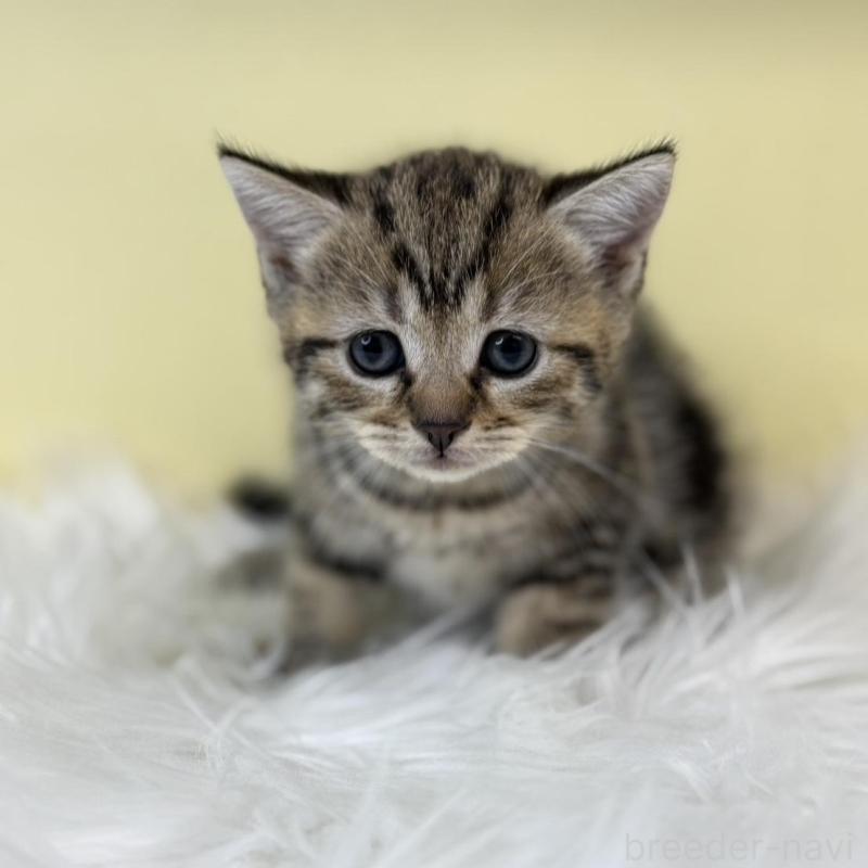 販売中の埼玉県のブリティッシュショートヘア-134792の4枚目