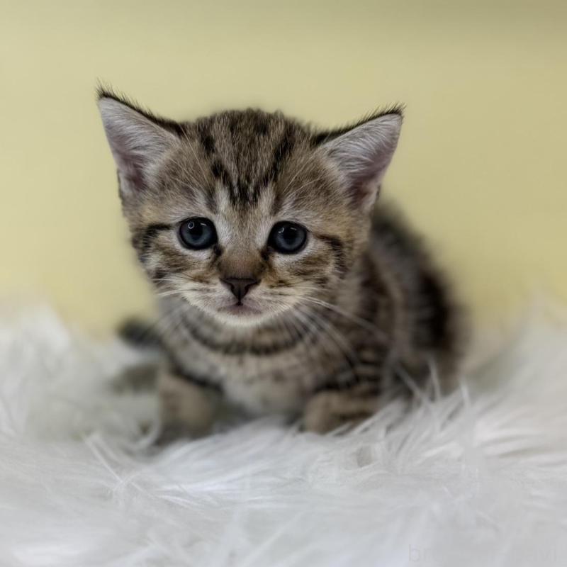 販売中の埼玉県のブリティッシュショートヘア-134792の3枚目