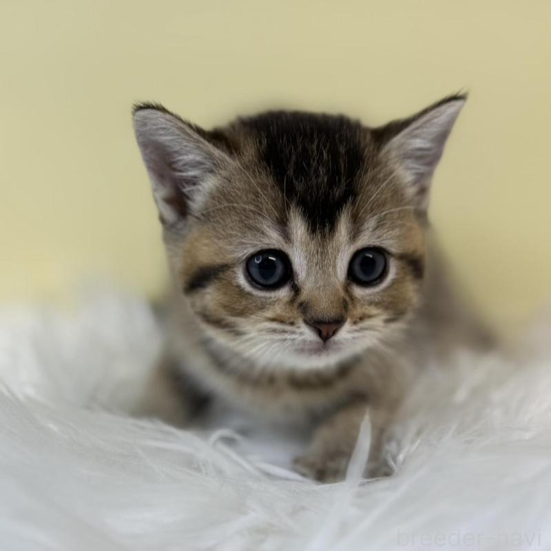 販売中の埼玉県のブリティッシュショートヘア-134793の1枚目