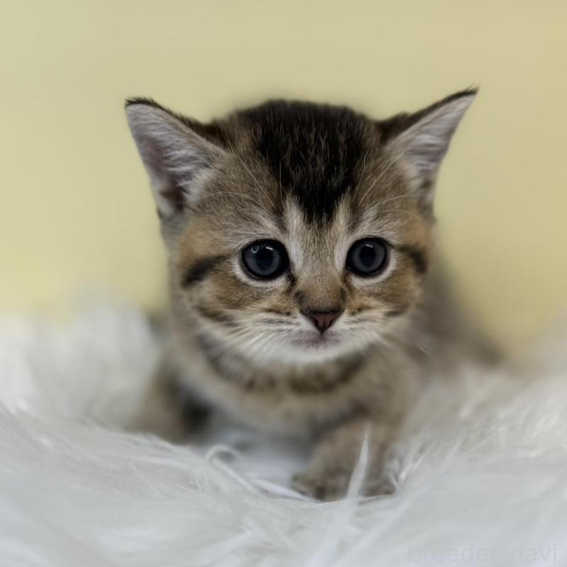 販売中の埼玉県のブリティッシュショートヘア-134793の4枚目