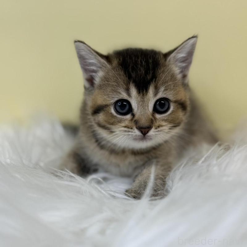 販売中の埼玉県のブリティッシュショートヘア-134793の3枚目