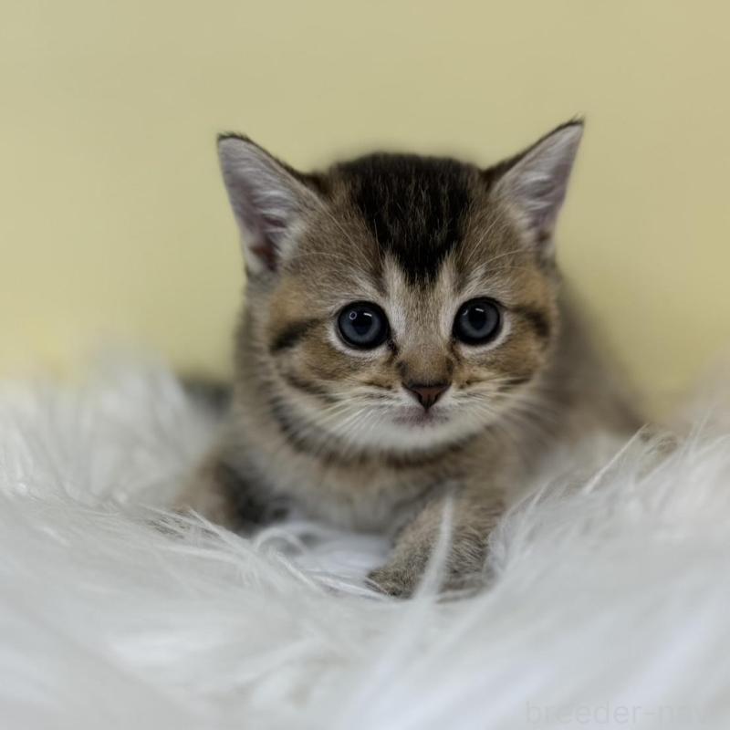 販売中の埼玉県のブリティッシュショートヘア-134793の2枚目