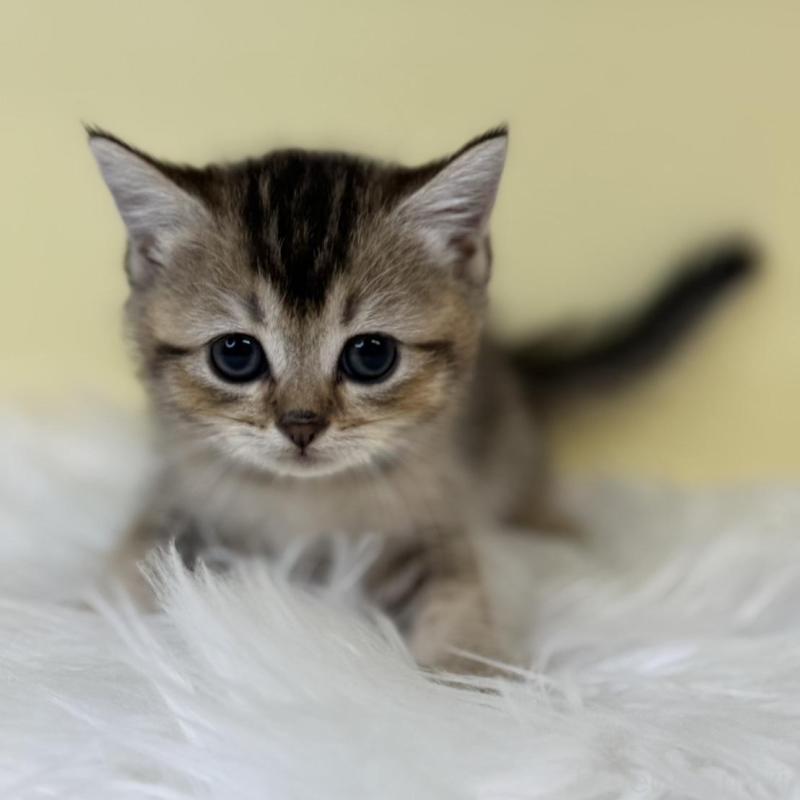 販売中の埼玉県のブリティッシュショートヘア-134794の4枚目