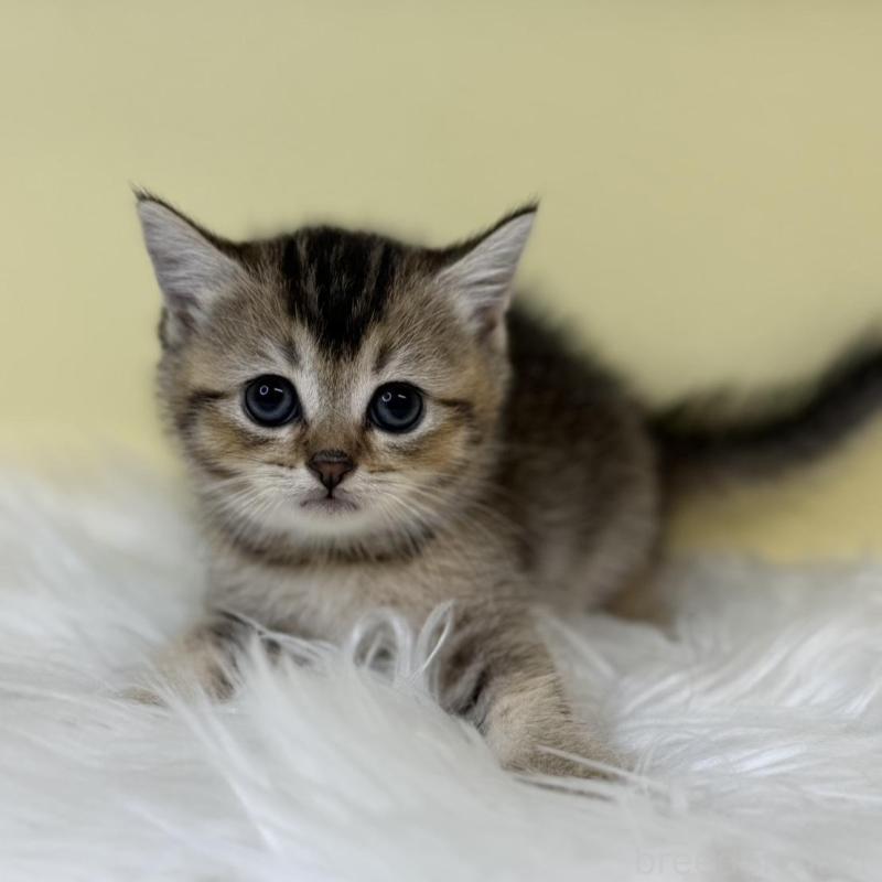 販売中の埼玉県のブリティッシュショートヘア-134794の1枚目