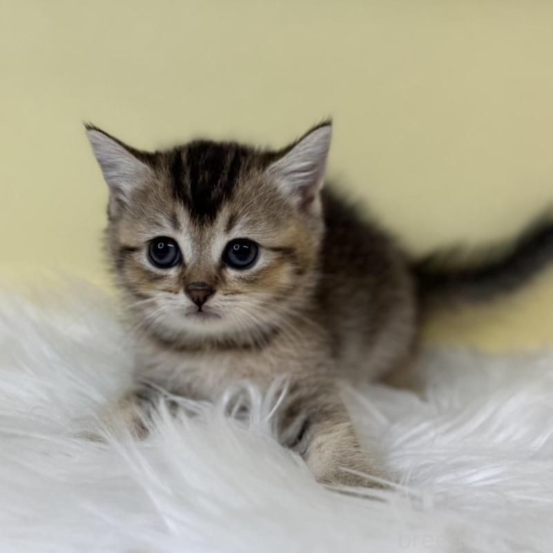 販売中の埼玉県のブリティッシュショートヘア-134794の2枚目