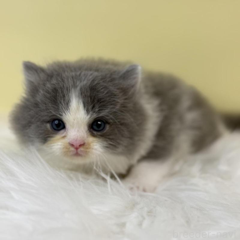 販売中の埼玉県のラガマフィン-134795