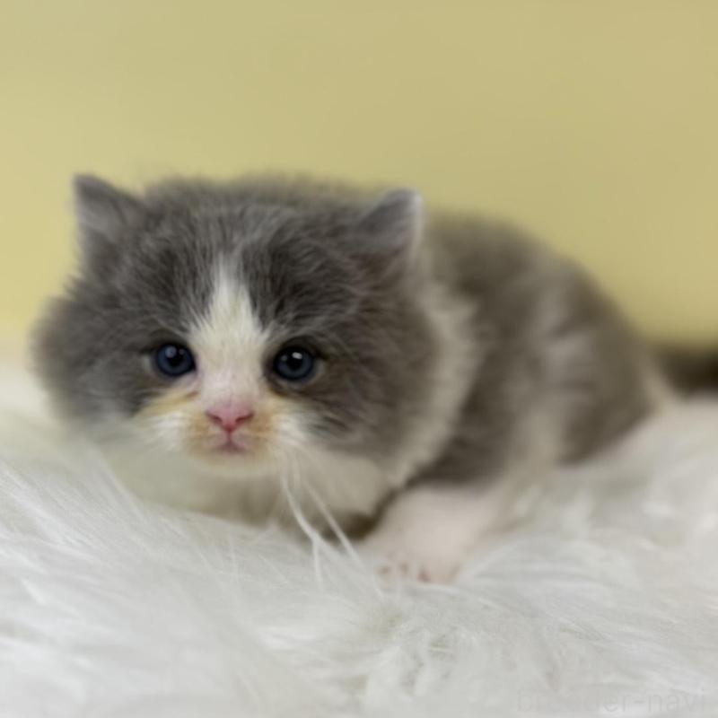 販売中の埼玉県のラガマフィン-134795の4枚目