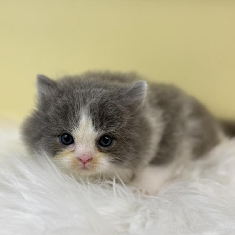 販売中の埼玉県のラガマフィン-134795の3枚目