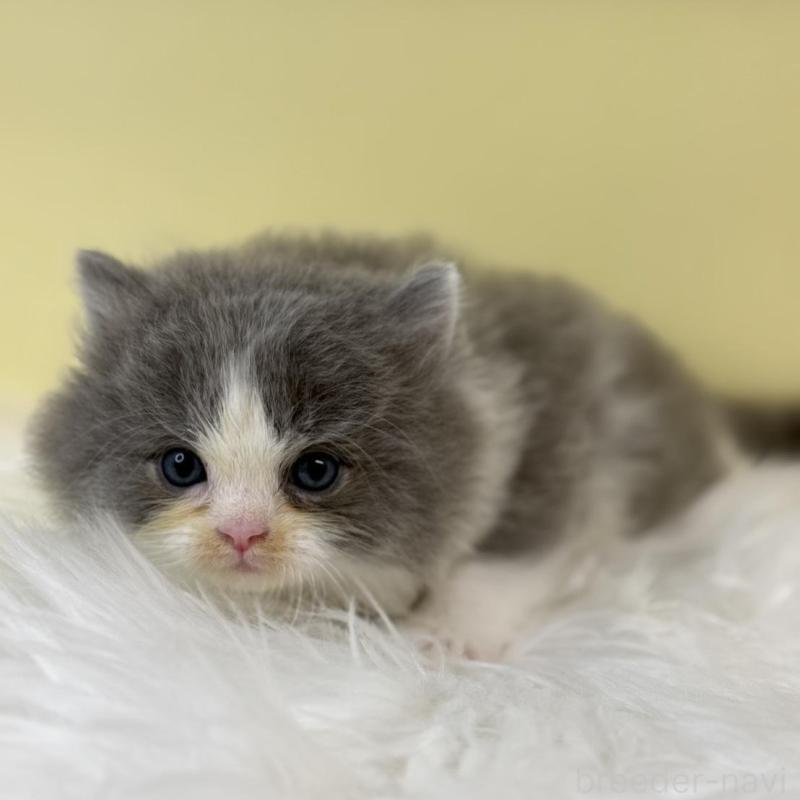 販売中の埼玉県のラガマフィン-134795の2枚目