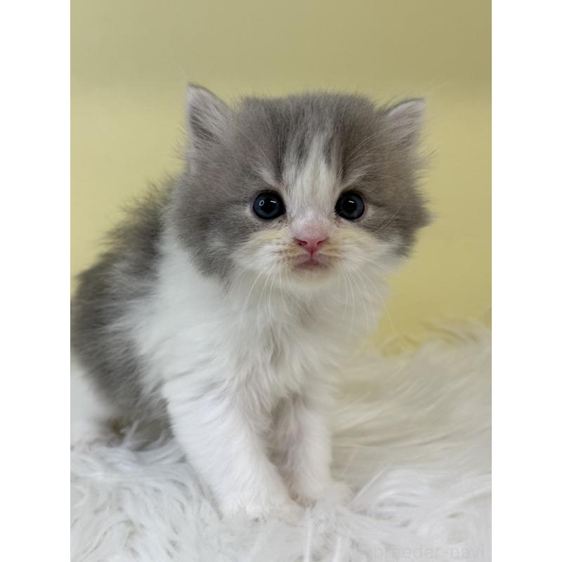 販売中の埼玉県のラガマフィン-134796の4枚目