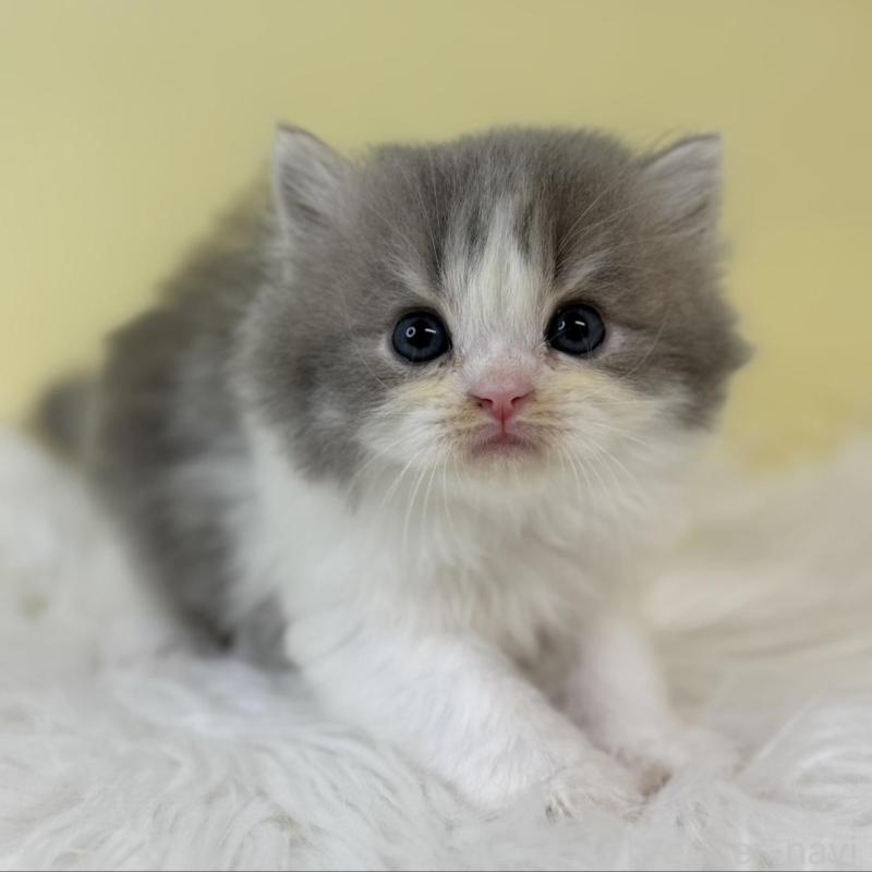 販売中の埼玉県のラガマフィン-134796