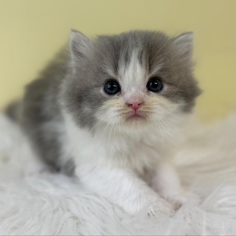 販売中の埼玉県のラガマフィン-134796の2枚目