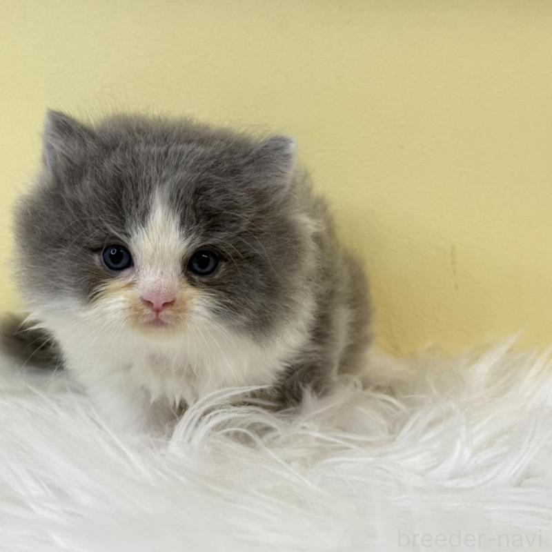 販売中の埼玉県のラガマフィン-134797の4枚目