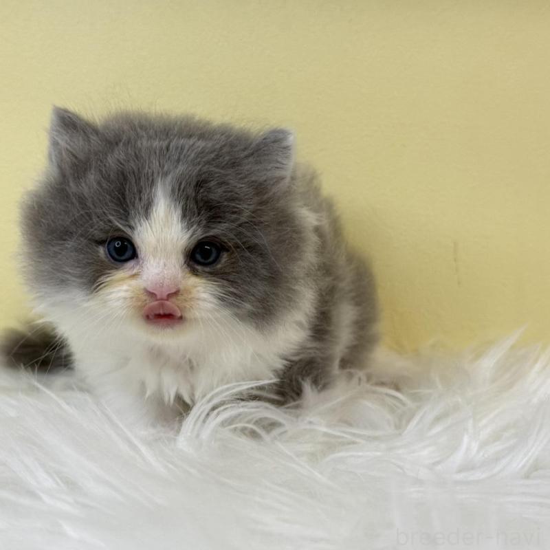 販売中の埼玉県のラガマフィン-134797