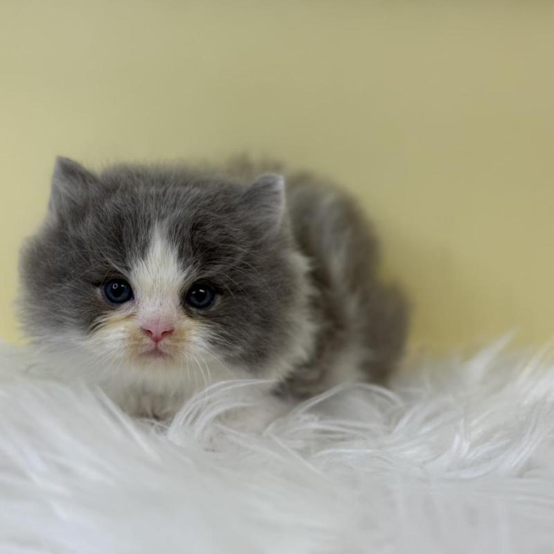 販売中の埼玉県のラガマフィン-134797の3枚目