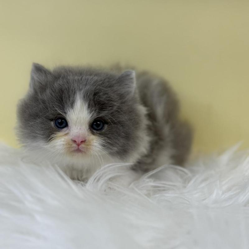 販売中の埼玉県のラガマフィン-134797の2枚目