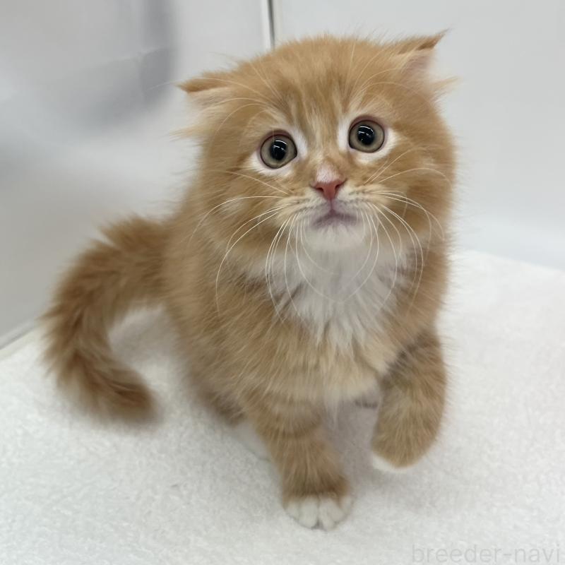 販売中の愛知県のスコティッシュフォールド(折れ耳)-134800