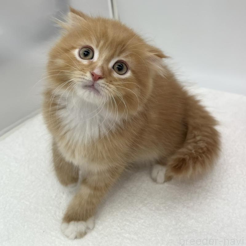 販売中の愛知県のスコティッシュフォールド(折れ耳)-134800の5枚目
