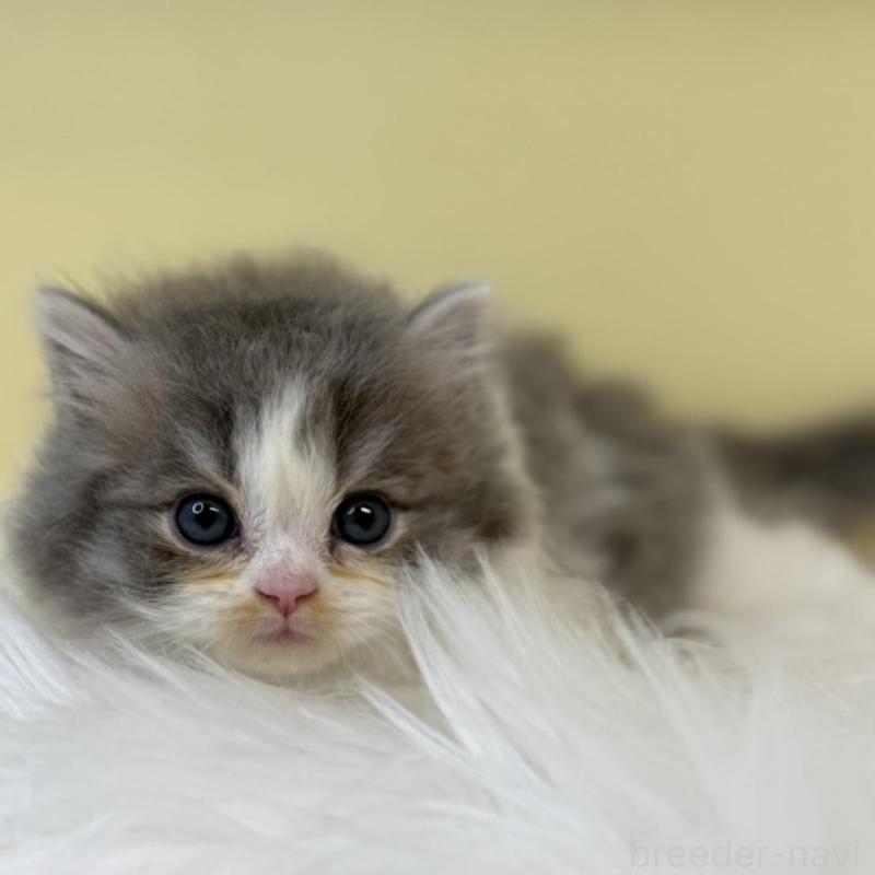 販売中の埼玉県のラガマフィン-134798の1枚目