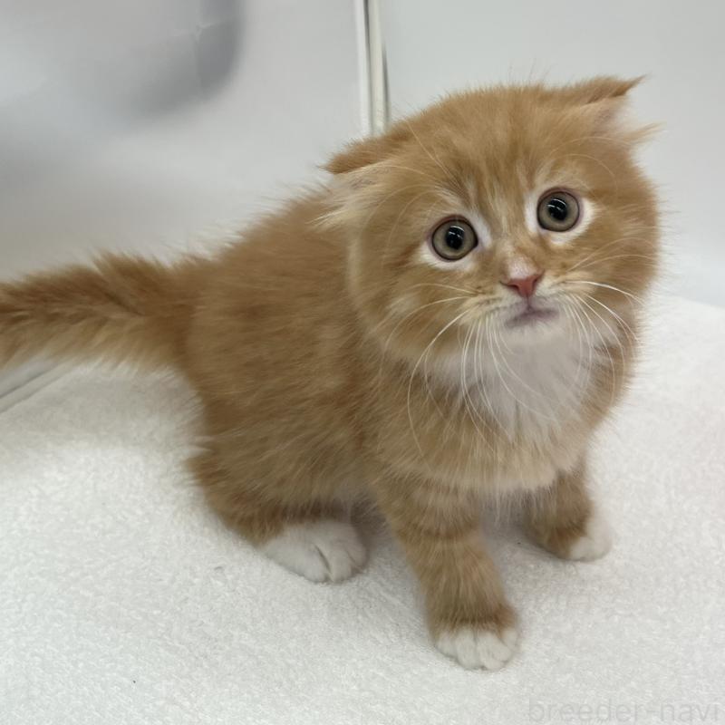 販売中の愛知県のスコティッシュフォールド(折れ耳)-134800の4枚目