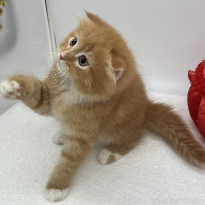 販売中の愛知県のスコティッシュフォールド(折れ耳)-134800の3枚目