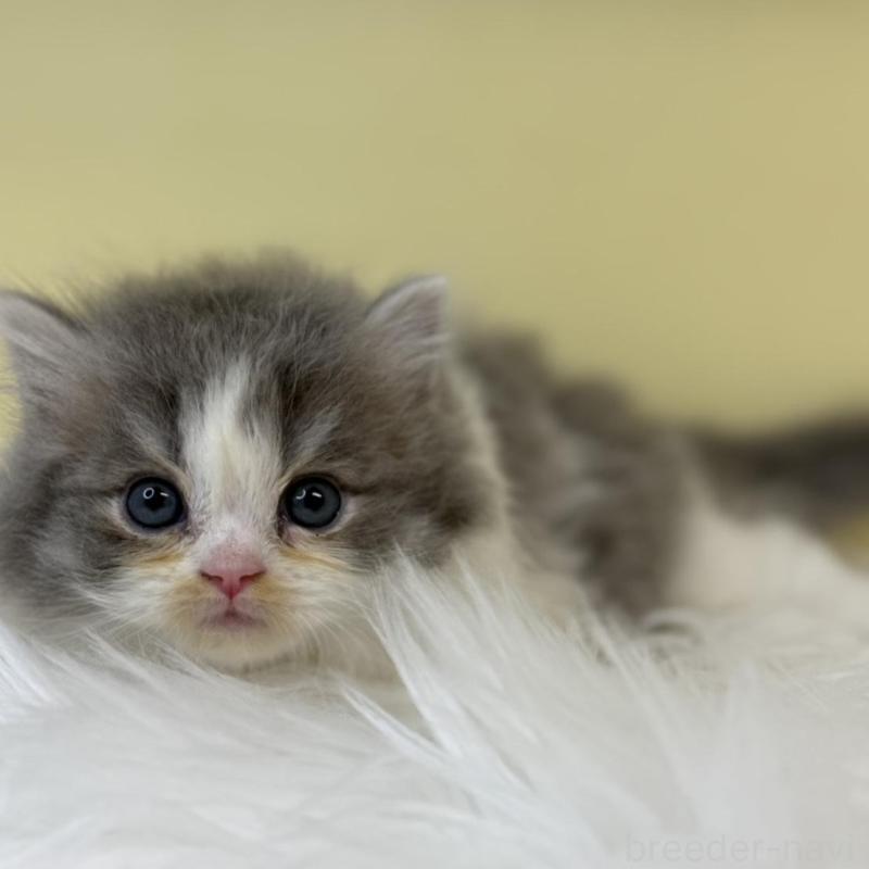 販売中の埼玉県のラガマフィン-134798の4枚目